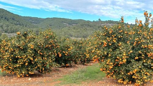 Foto - andere in Braunschweig