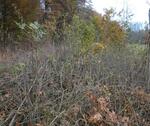 Foto - vermiete naturbelassenes Grundstück , Waldstück,