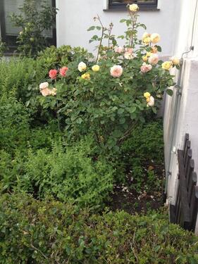 Foto - 1 Zimmer Maisonettenwohnung zur Miete in Braunschweig