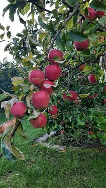 Foto - Grundst&uuml;ck in Görlitz