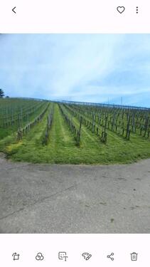 Foto - Grundstück 1100 qm (Reben) - 3.800,00 EUR Kaltmiete, ca.  0,00 m²