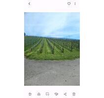 Grundstück 1100 qm (Reben) - 3.800,00 EUR Kaltmiete, ca.  0,00 m² in Gengenbach (PLZ: 77723)