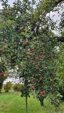 Foto - Einfamilienhaus in Dettelbach zum Kaufen