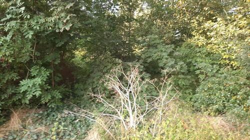 Foto - Mehrfamilienhaus, Wohnhaus in Bad Lauchstädt zum Kaufen
