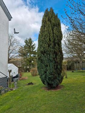 Foto - Einfamilienhaus in Mandelbachtal zum Kaufen