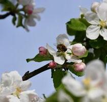 Ferienwohnung Ostern Urlaub auf dem Bauernhof - Böbing