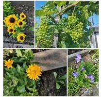 Kleingarten bei Dresden in Börnchen + Laube Gewächshaus Schuppen - Bannewitz