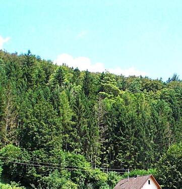 Foto - Waldgrundstück - 2.850,00&nbsp;EUR Kaltmiete, ca.&nbsp; 0,00&nbsp;m&sup2;