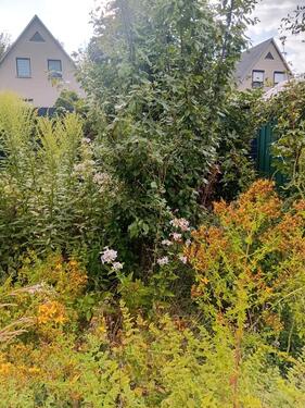 Foto - Grundstück in Magdeburg zur Miete