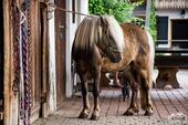 Foto - Ferienwohnung auf Bauernhof, Ponyreiten, See, Berge, Königscard