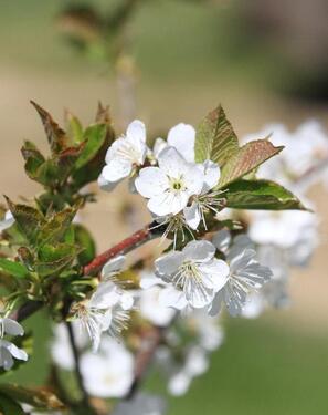 Foto - Wohnen im Kirschendorf - 800,00&nbsp;EUR Kaltmiete, ca.&nbsp; 68,00&nbsp;m&sup2;