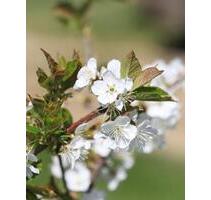 Wohnen im Kirschendorf - 800,00&nbsp;EUR Kaltmiete, ca.&nbsp; 68,00&nbsp;m&sup2; in Heroldsberg (PLZ: 90562)