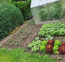 Gepflegter KleingartenSchrebergartenPachtgarten abzugeben - Spremberg