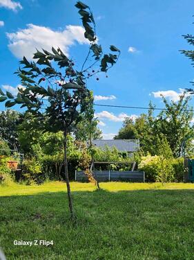 Foto - Grundst&uuml;ck in Pulsnitz zur Miete