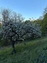 Foto - 4 Zimmer Einfamilienhaus in Naumburg