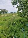 Foto - landwirtschaftliche Wiese zu pachten in der Wingst