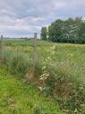Foto - Grundstück in Hammah