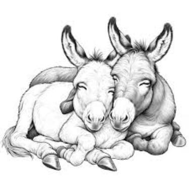 Foto - Weide Einstellplatz f. Esel, Shetty, Lama, Alpaka, Ziege, Schaf