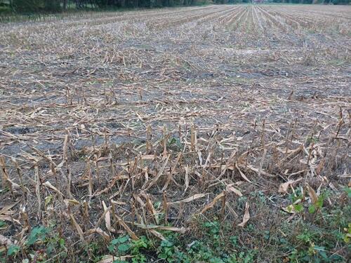 Foto - Ackerstatus, Ackerrecht, Umbruch