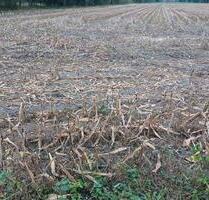 Ackerstatus, Ackerrecht, Umbruch - Worpswede