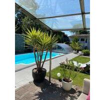 Großzügiger Wohntraum mit exklusivem Pool, großem Garten & Kamin - Arnstein