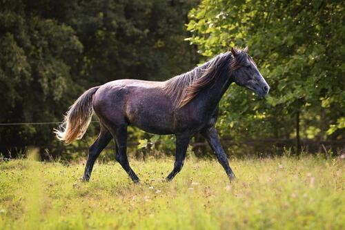 Foto - Einfamilienhaus mit genehmigter Pferdehaltung, Reitplatz