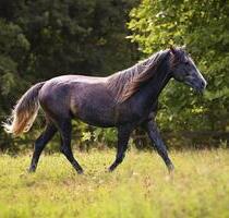 Einfamilienhaus mit genehmigter Pferdehaltung, Reitplatz - Osann-Monzel