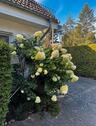 Foto - 5 Zimmer Einfamilienhaus in Königs Wusterhausen