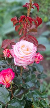 Foto - Pachtgarten - 3.850,00&nbsp;EUR Kaltmiete, ca.&nbsp; 0,00&nbsp;m&sup2;