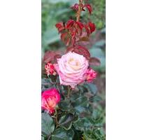 Pachtgarten - 3.850,00&nbsp;EUR Kaltmiete, ca.&nbsp; 0,00&nbsp;m&sup2; in Heidenau (PLZ: 01809)