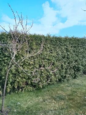 Foto - Grundst&uuml;ck in Großenhain zur Miete