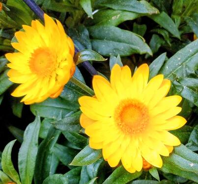 Foto - EG Senioren Wohnung Balkon - Keine Haustiere erwünscht