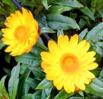 EG Senioren Wohnung Balkon - Keine Haustiere erwünscht - Herne Wanne