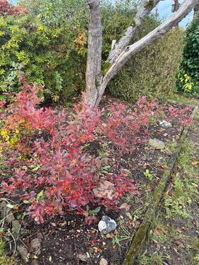 Foto - Grundst&uuml;ck in Chemnitz
