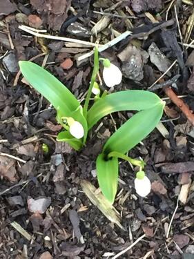 Foto - 2 Zi.Whg.,Terrasse,Garten,Stellplatz,teilm.,800 Euro warm Rantrum