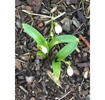 2 Zi.Whg.,Terrasse,Garten,Stellplatz,teilm.,800 Euro warm Rantrum