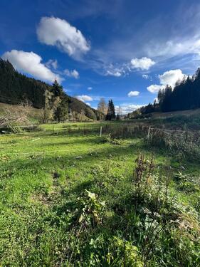 Foto - 6.5 Zimmer Bauernhaus, Landhaus in Furtwangen im Schwarzwald