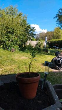 Foto - Grundstück zur Miete in Plauen