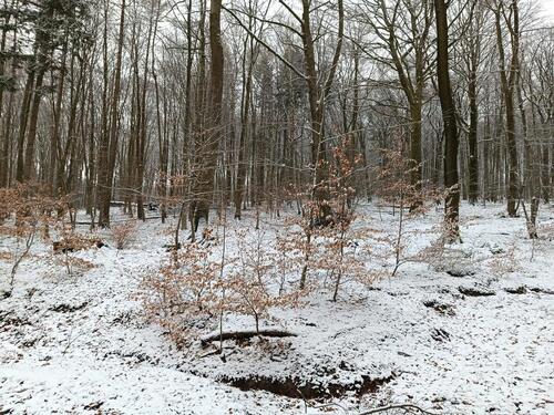 Foto - WALDSTÜCKE in und um Lübbecke - 4,00 EUR Kaltmiete, ca.  0,00 m²
