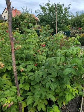 Foto - Grundstück in Greifswald zur Miete