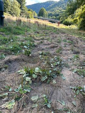 Foto - Grundst&uuml;ck zur Miete in Dortmund