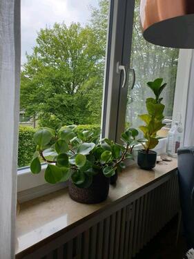 Foto - Etagenwohnung in Siegen