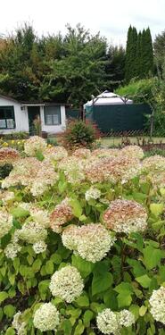 Foto - Grundst&uuml;ck zur Miete in Magdeburg
