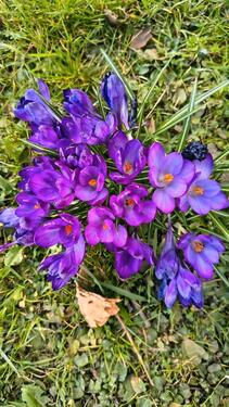 Foto - Neuwertiges Gartenhaus mit Holzherd für eine Auszeit