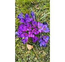 Neuwertiges Gartenhaus mit Holzherd für eine Auszeit - Rettenberg