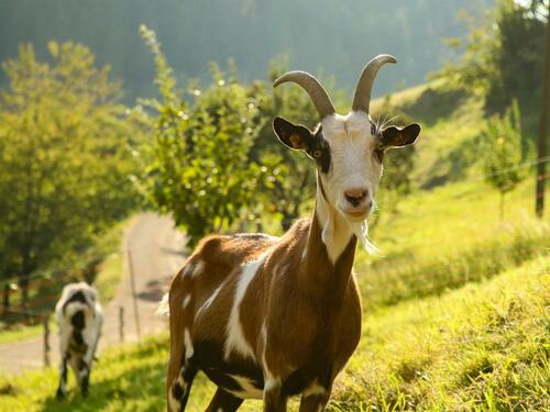 Foto - andere zur Miete in Oppenau