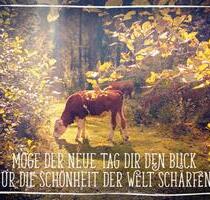 Wohnung im Fachwerkhaus Hofgemeinschaft - Waldbröl