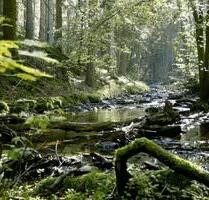 Wohnung Nähe Hillesheim und Gerolstein