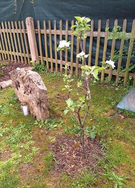 Foto - Grundst&uuml;ck in Apolda zur Miete