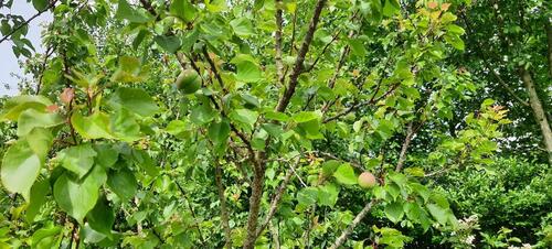 Foto - Kernsanierungsobjekt mit iSFP von Privat